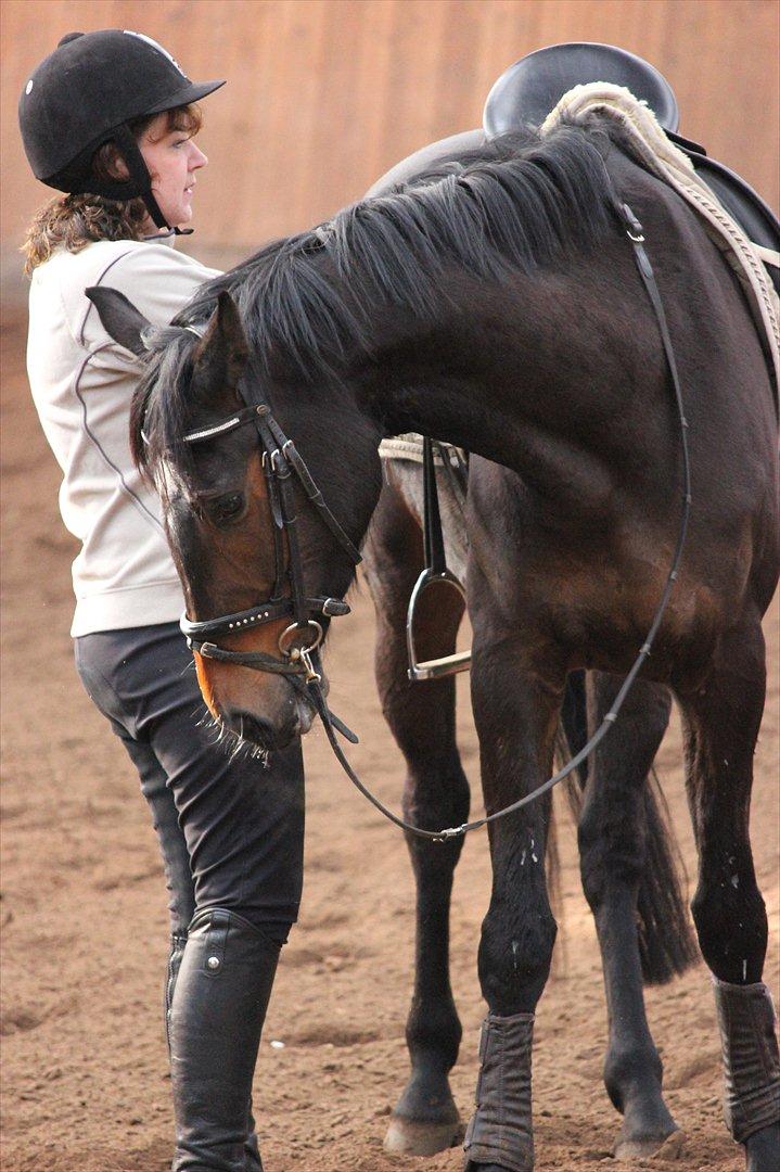 Dansk Varmblod remember me by friis billede 9