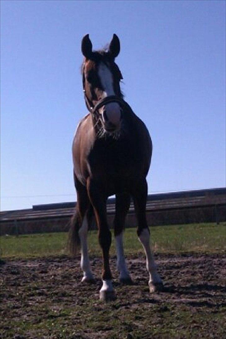 DSP La Rosa <3 billede 7