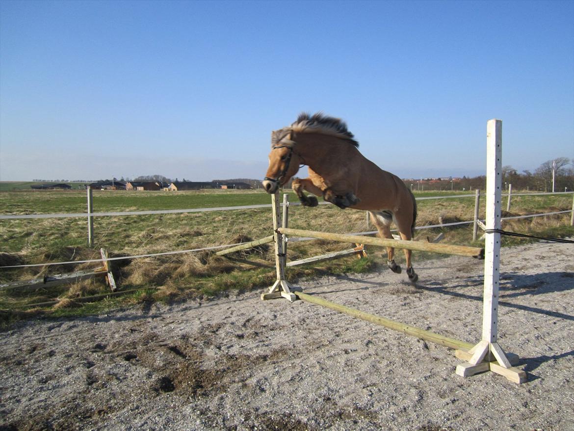 Anden særlig race Tøsne - Løsspring <33333 billede 5