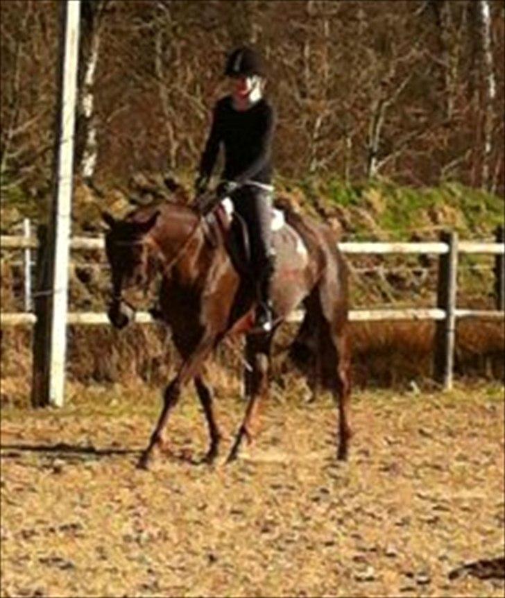 DSP Nicky<3 - Dressur træning på springbanen. :-D
D. 24/3-12  Foto: Maria  (UNDSKYLD KVALITETEN det er taget med mobil) billede 14