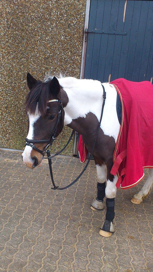 Pinto Kobjerggård's Pessoa - Pessoa!!!!!! billede 13