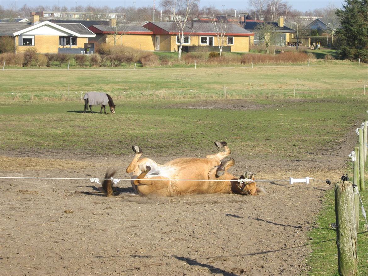 Anden særlig race Tøsne - Rulle rulle trille... <33333
Skøre hest :* billede 6