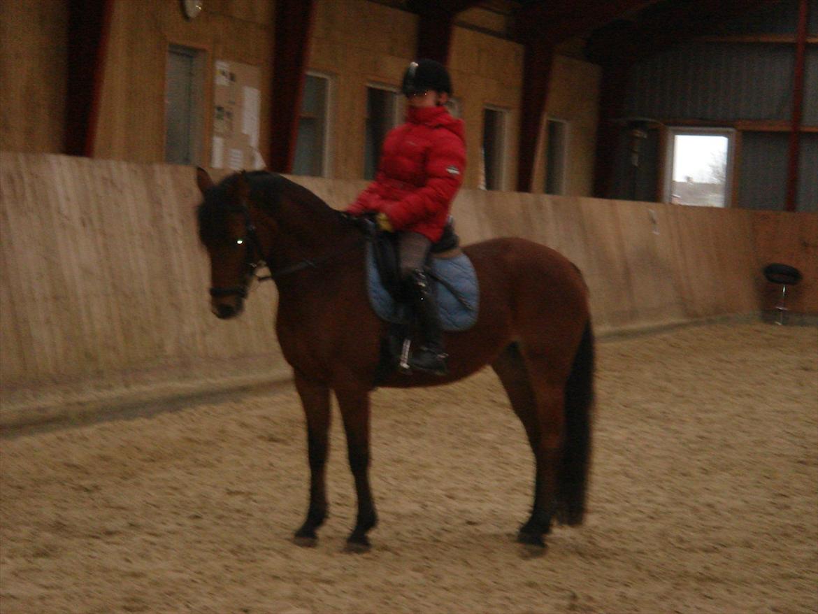 DSP Bæklunds Anizette - pæne mubæ!;D billede 13