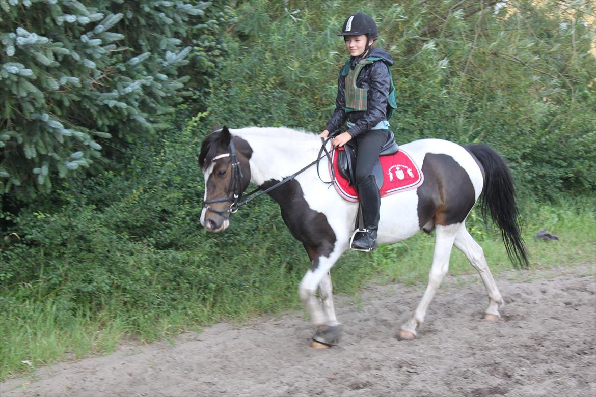 Pinto Kobjerggård's Pessoa - Pessoa efter springtime!<3<3<3

Fotograf: Karoline Ryberg <3<3 billede 15