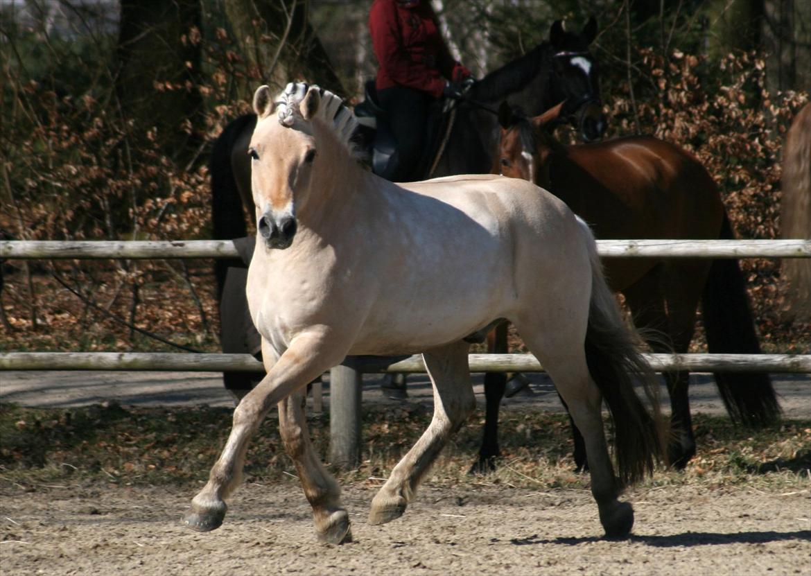 Fjordhest Elm Skovå (Elmer Fjot) - Elsker hans udtryk! Foto: Janie Sparrow billede 16