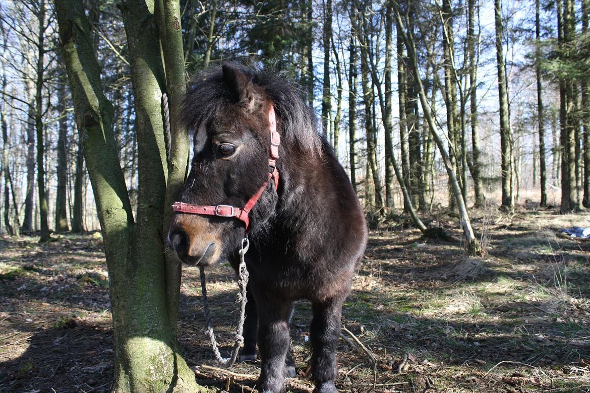 Shetlænder Lucky billede 5