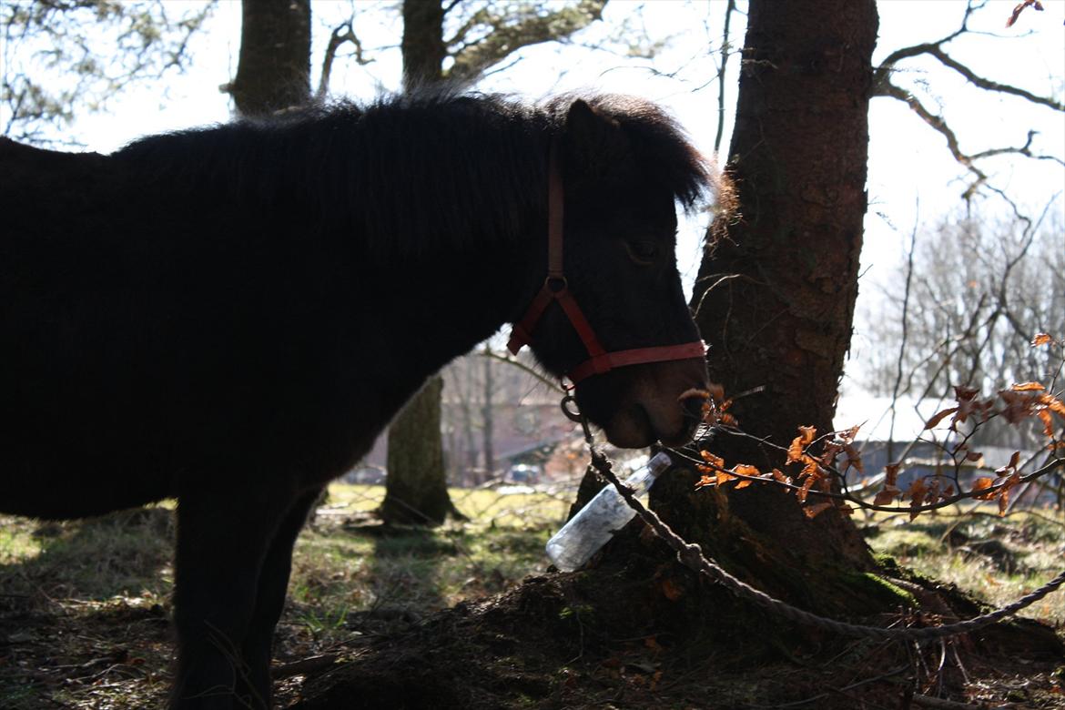 Shetlænder Lucky billede 6