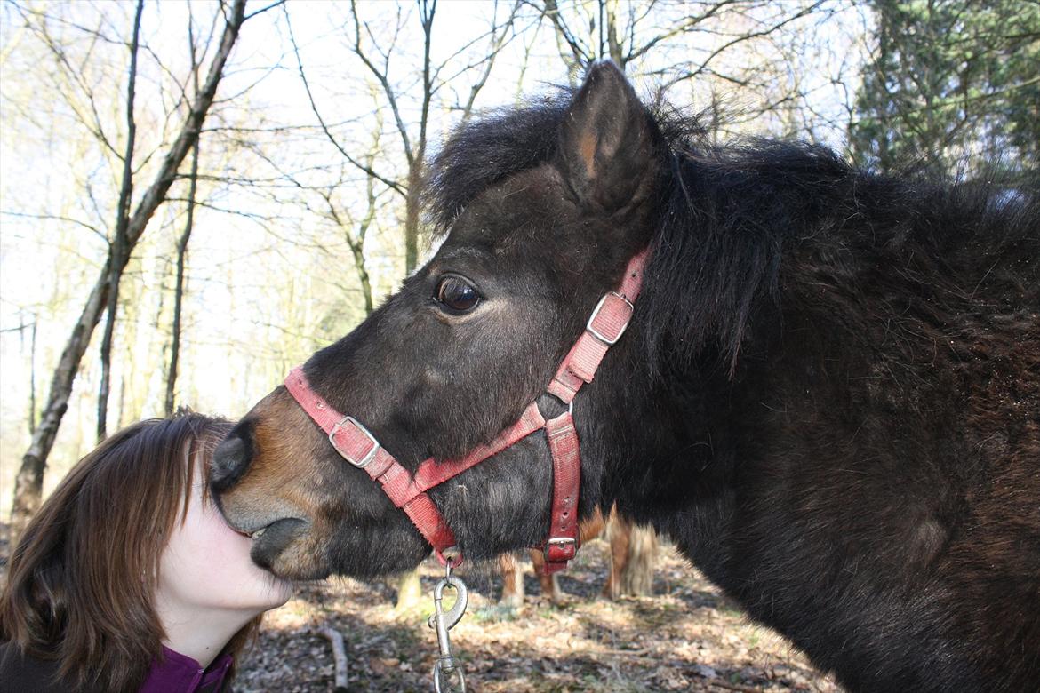 Shetlænder Lucky billede 7