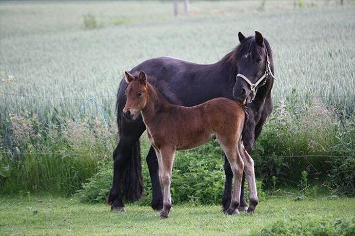 Dartmoor Cleo<3 billede 13