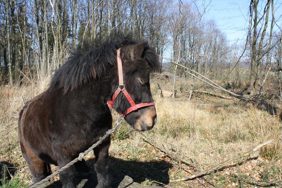 Shetlænder Lucky billede 11
