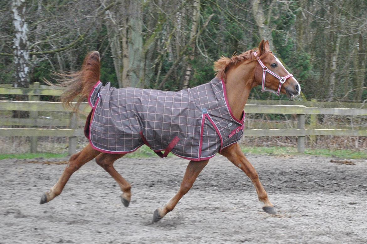 Arabisk fuldblod (OX) Ponylands Another Hero - (7) Hjertet tager aldrig fejl / Lidt lækker har man vel lov at være!<3 (Foto: mig, Emilie Roepstorff) billede 4