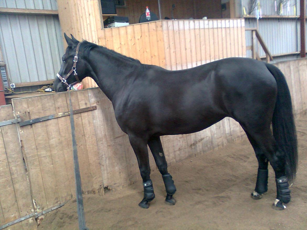 Oldenborg Vester Løkke`s Montana (Solgt ) RIP - Billede taget i dag af min smukke oldenborg:) 24/3 2012 billede 6