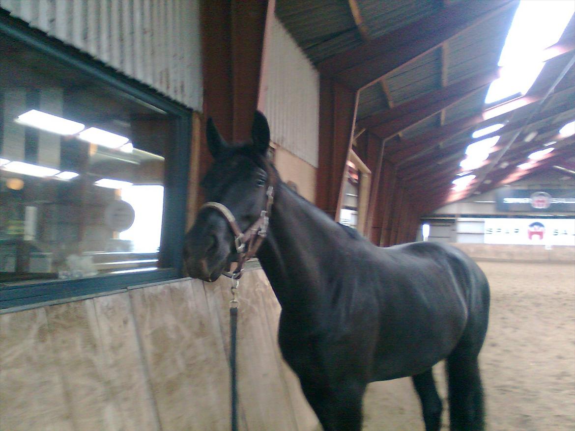 Oldenborg Vester Løkke`s Montana (Solgt ) RIP - 24/3 2012 billede 7