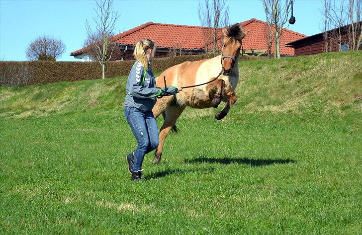 Anden særlig race Perle (Trænede/Red) - Skøre unghest :-P 
Hun gik lige lidt amok med Maria, da hun havde hende med i træktovet på tur, 24.03.2012. (-:
Foto: JL-FOTO. billede 13