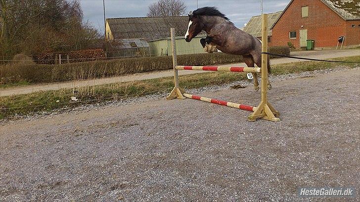 Pinto Pandora<3 - Pandora der løspringer! Hun vil i hver er fald ikke rør. <33 :) ( Hun springer 120 cm)<33 billede 4