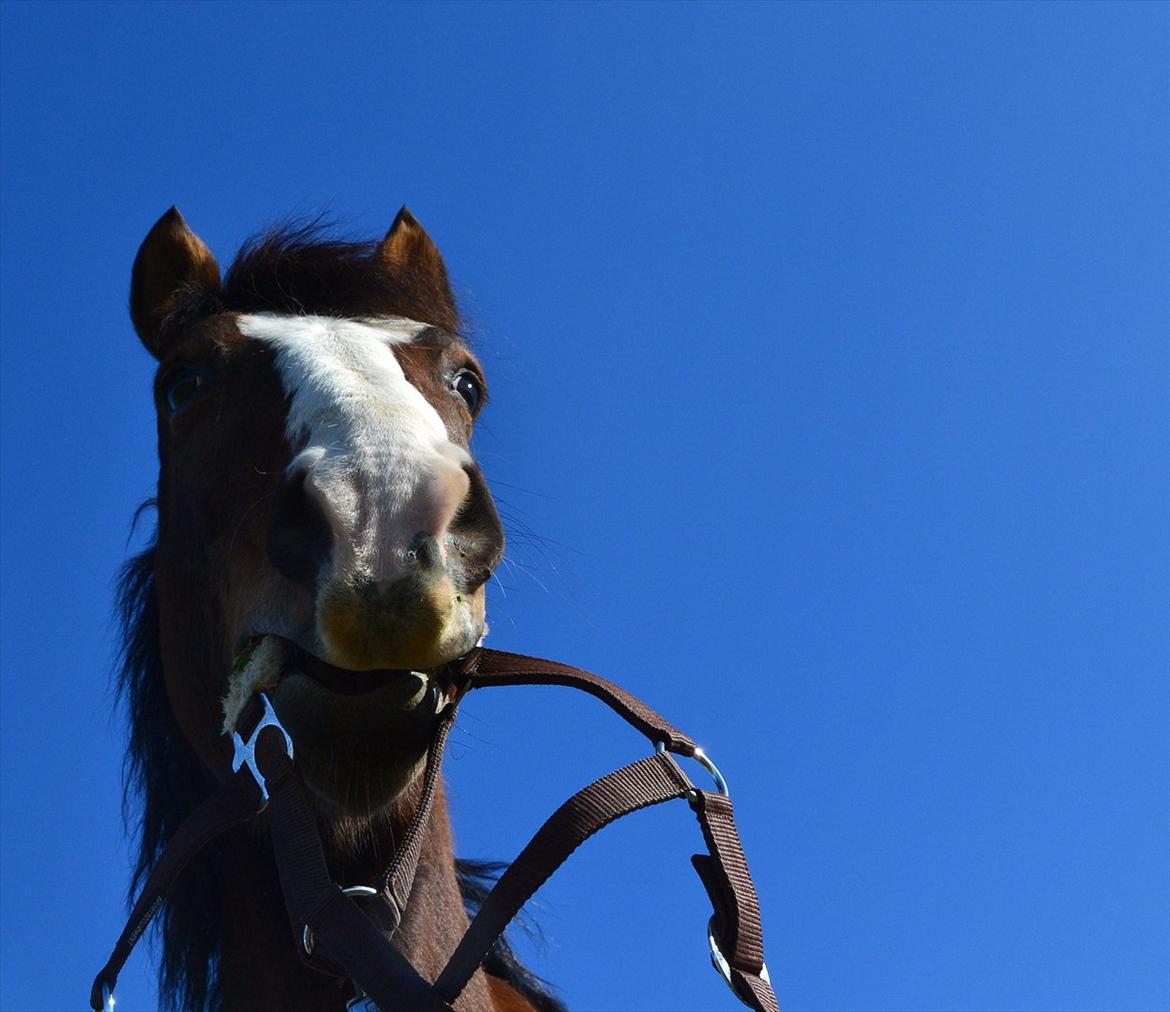 Pinto Vognbjergs Picasso billede 5