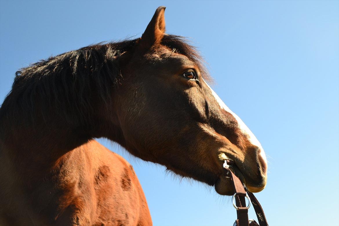 Pinto Vognbjergs Picasso billede 16