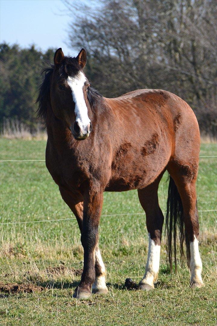 Pinto Vognbjergs Picasso billede 17