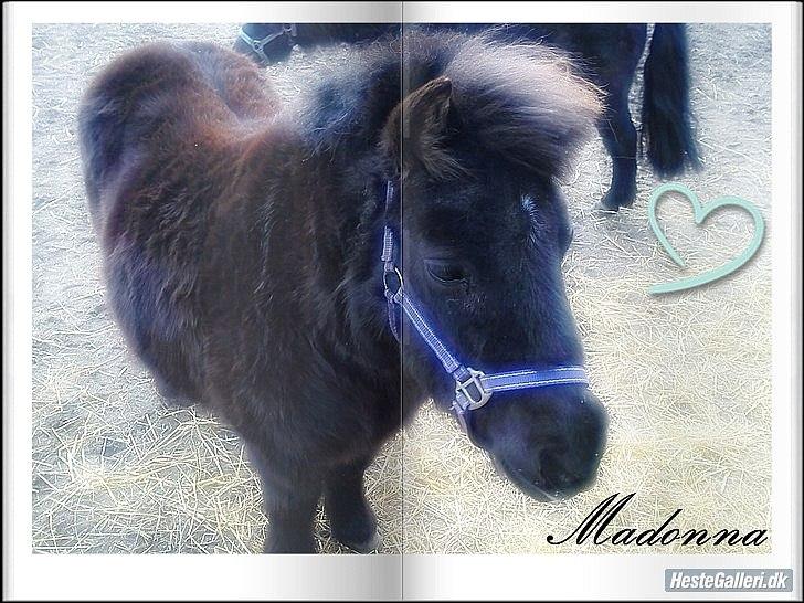 Shetlænder Madonna billede 8