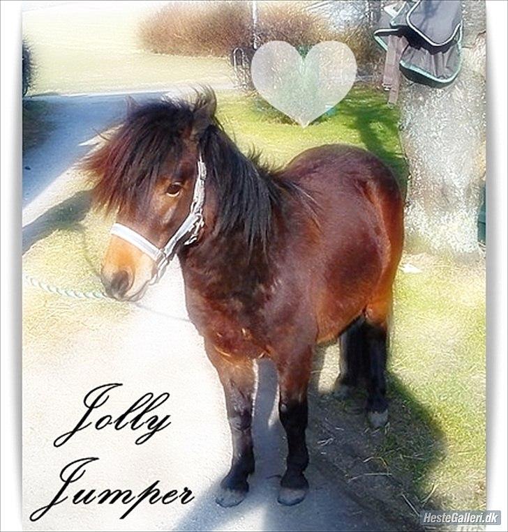 Anden særlig race Jolly Jumper - tak for dette flotte redigeret billede =) billede 15