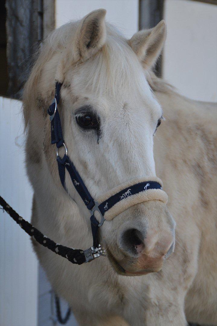Welsh Pony (sec B) Kruchovs Dondey billede 1