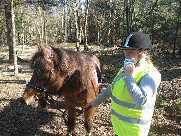 Islænder Hekla Fra Skovby billede 9