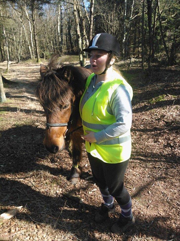 Islænder Hekla Fra Skovby billede 10