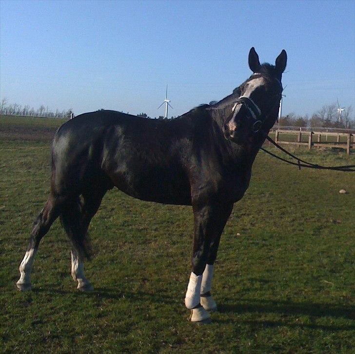 Dansk Varmblod Hejbøls Chanto DV 246 - Forår, Chanto nu 5 år. billede 18