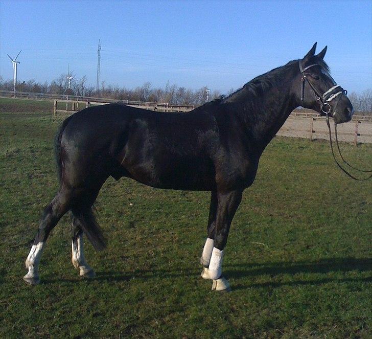 Dansk Varmblod Hejbøls Chanto DV 246 - 5 år billede 19