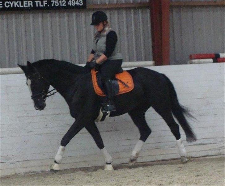 Dansk Varmblod Hejbøls Chanto DV 246 - Efterhånden en dejlig ridehest ;o)
 billede 20