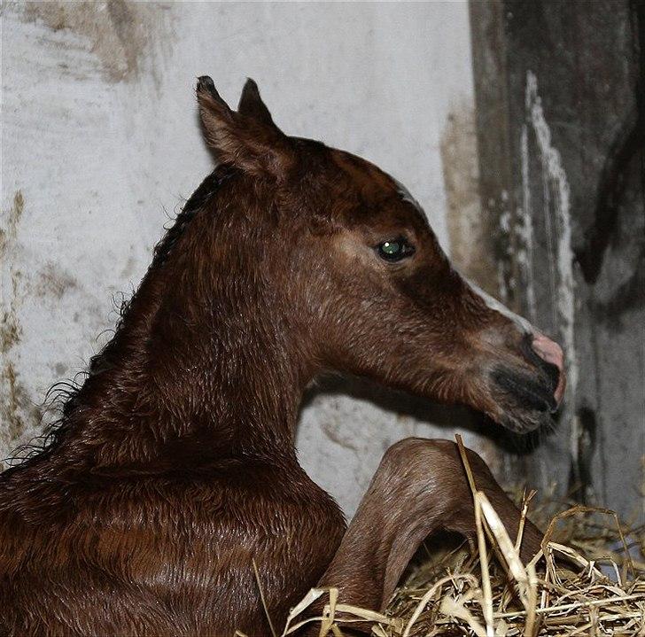 Arabisk fuldblod (OX) Blaze of Glory D. billede 2