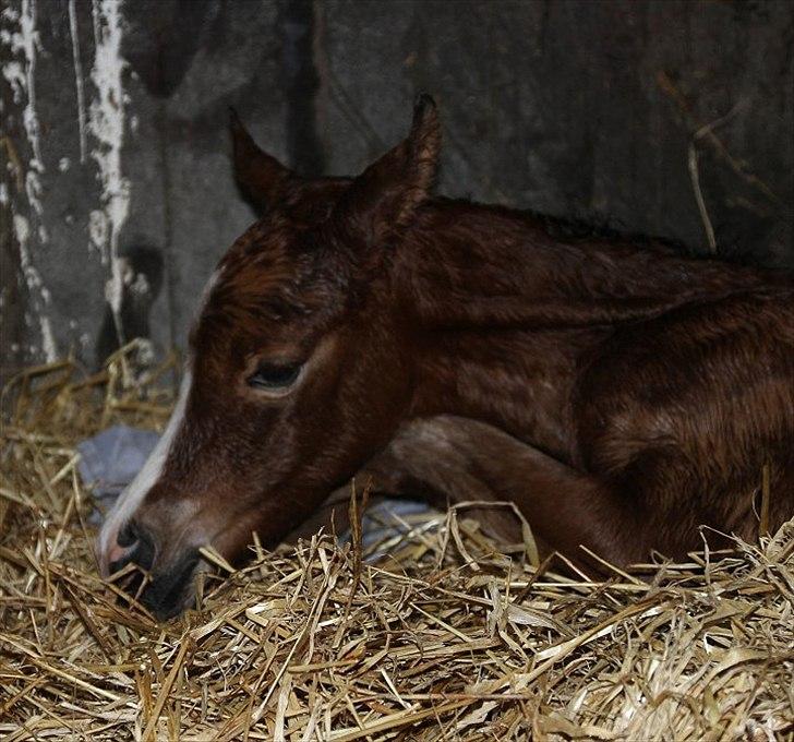 Arabisk fuldblod (OX) Blaze of Glory D. billede 3
