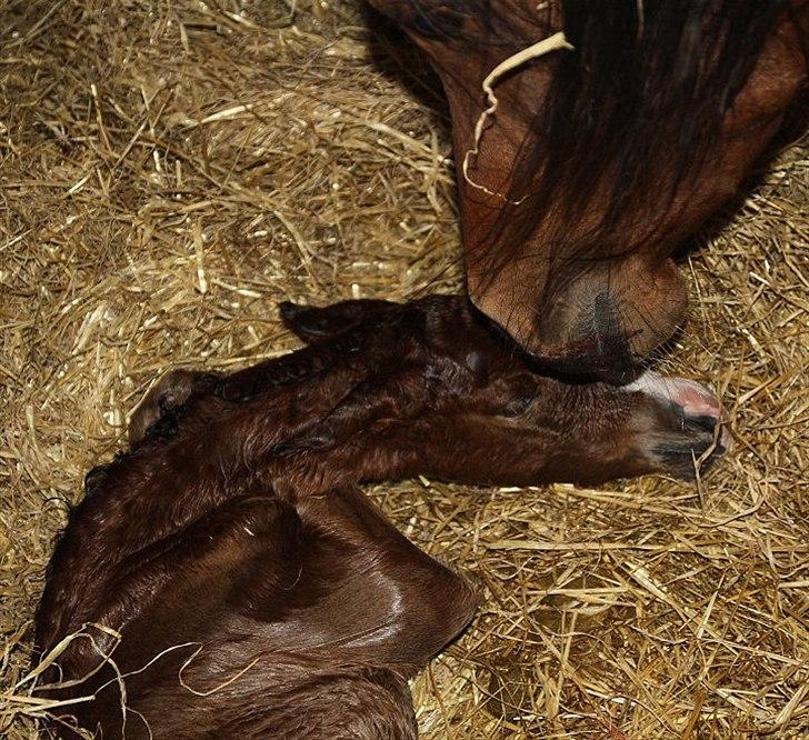 Arabisk fuldblod (OX) Blaze of Glory D. billede 6
