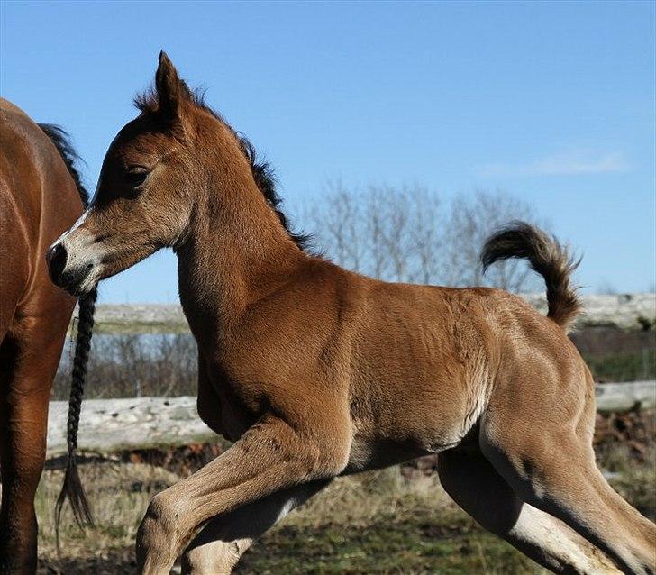 Arabisk fuldblod (OX) Blaze of Glory D. billede 7
