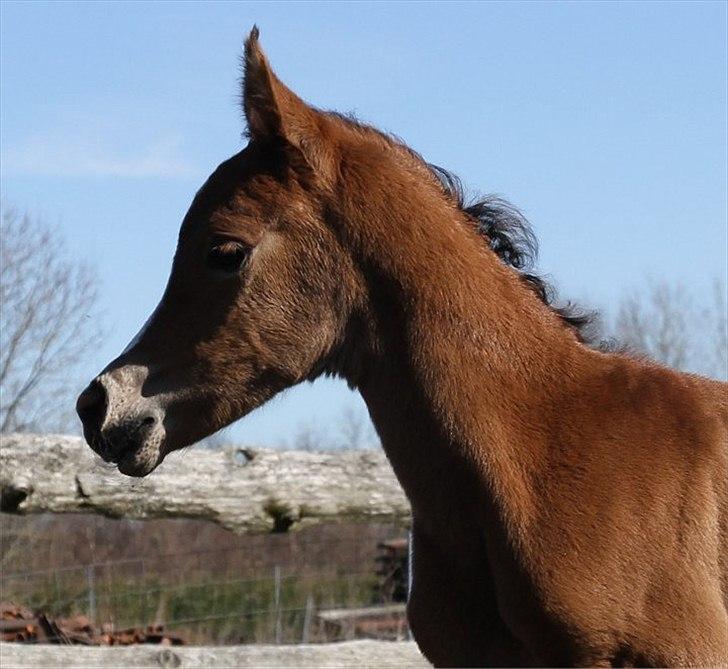 Arabisk fuldblod (OX) Blaze of Glory D. billede 9