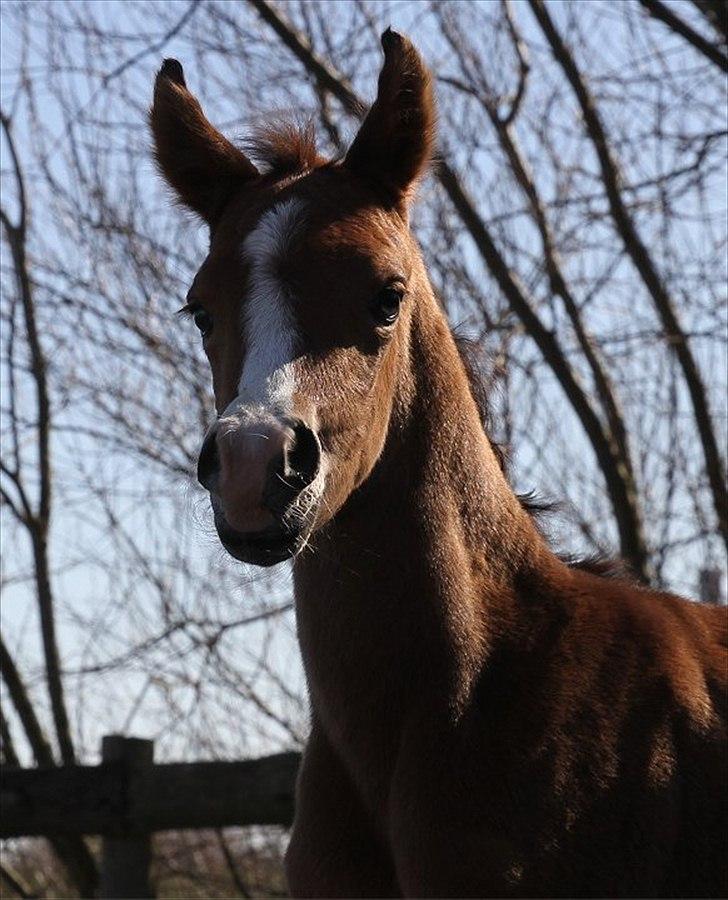 Arabisk fuldblod (OX) Blaze of Glory D. billede 11