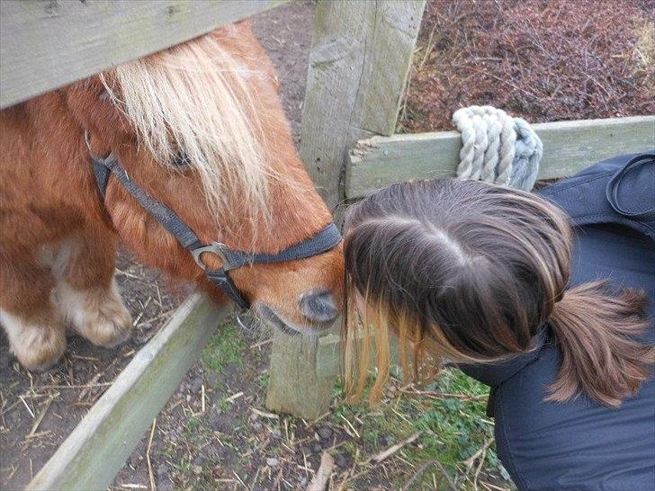 Shetlænder Snefnug(passepony) - Møøs møøs!!:D billede 17