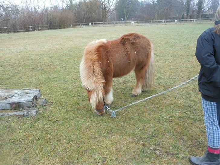 Shetlænder Snefnug(passepony) - Pjuskede lille trold!!<3<3 billede 18