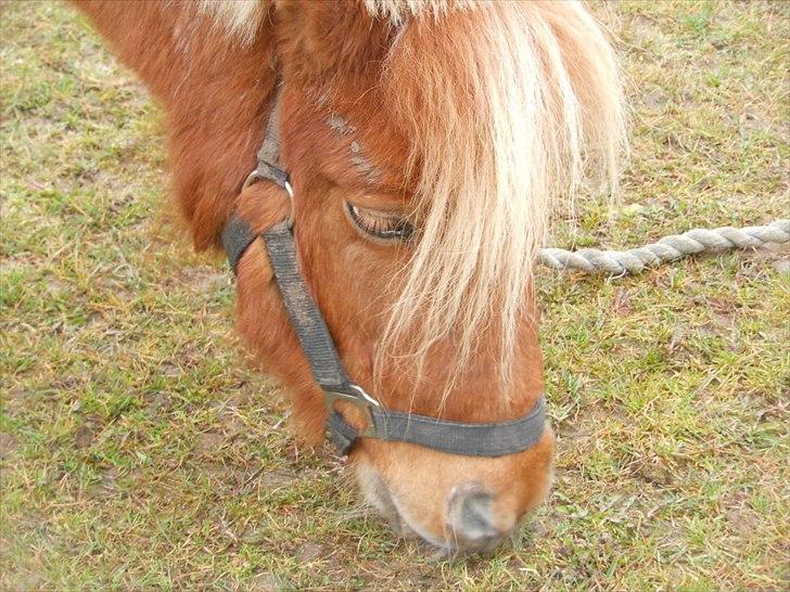 Shetlænder Snefnug(passepony) - <3 billede 19