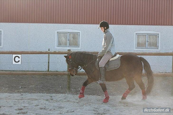 Anden særlig race Charmer - dressur træning :) billede 6