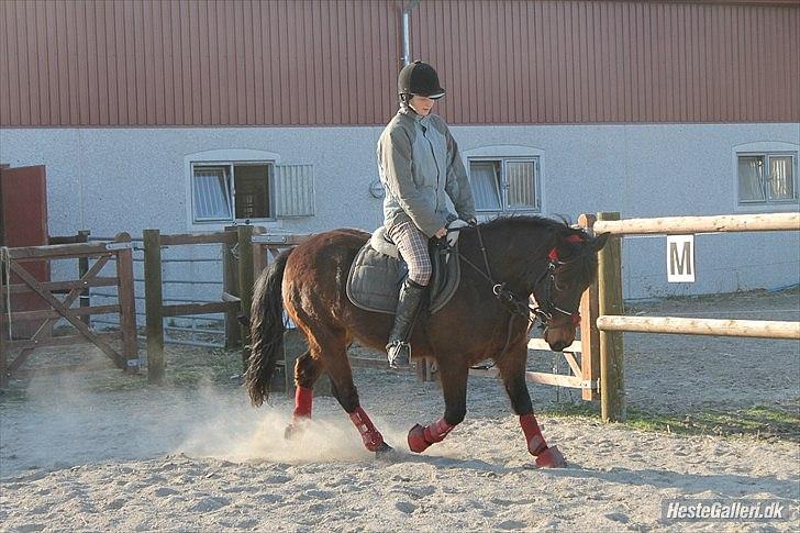 Anden særlig race Charmer - hvor er du bare fin <3 billede 16