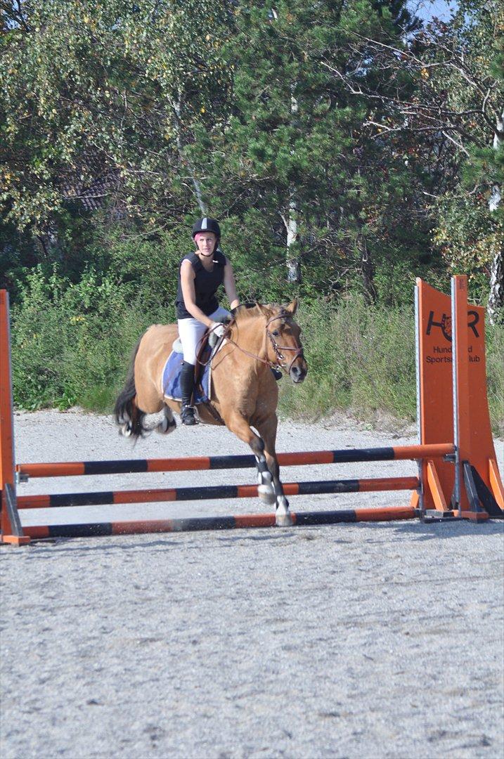 Anden særlig race Nuggi - Stævne på HUR billede 12