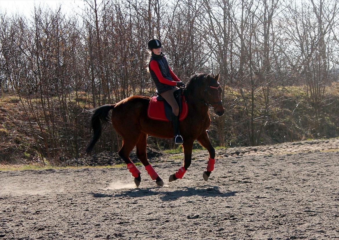 Tysk Sportspony Arking Jump.  - Bullerhesten. - Uanset hvor du planter din fod, rammer det mig altid dybt i hjertet<3


Foto: Helena Futtrup med mit kamera. billede 17