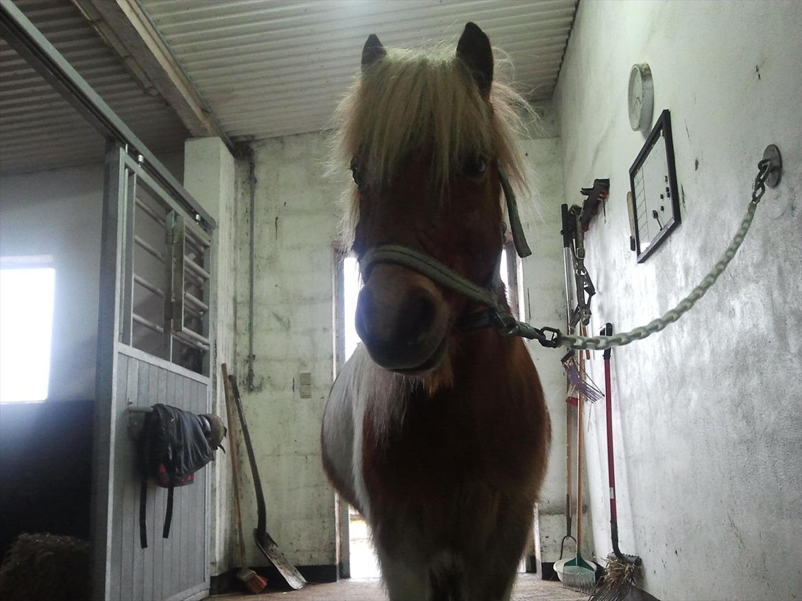 Shetlænder Little Star billede 9