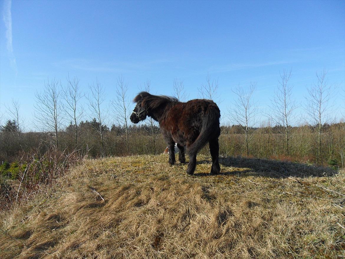 Miniature Stella billede 9