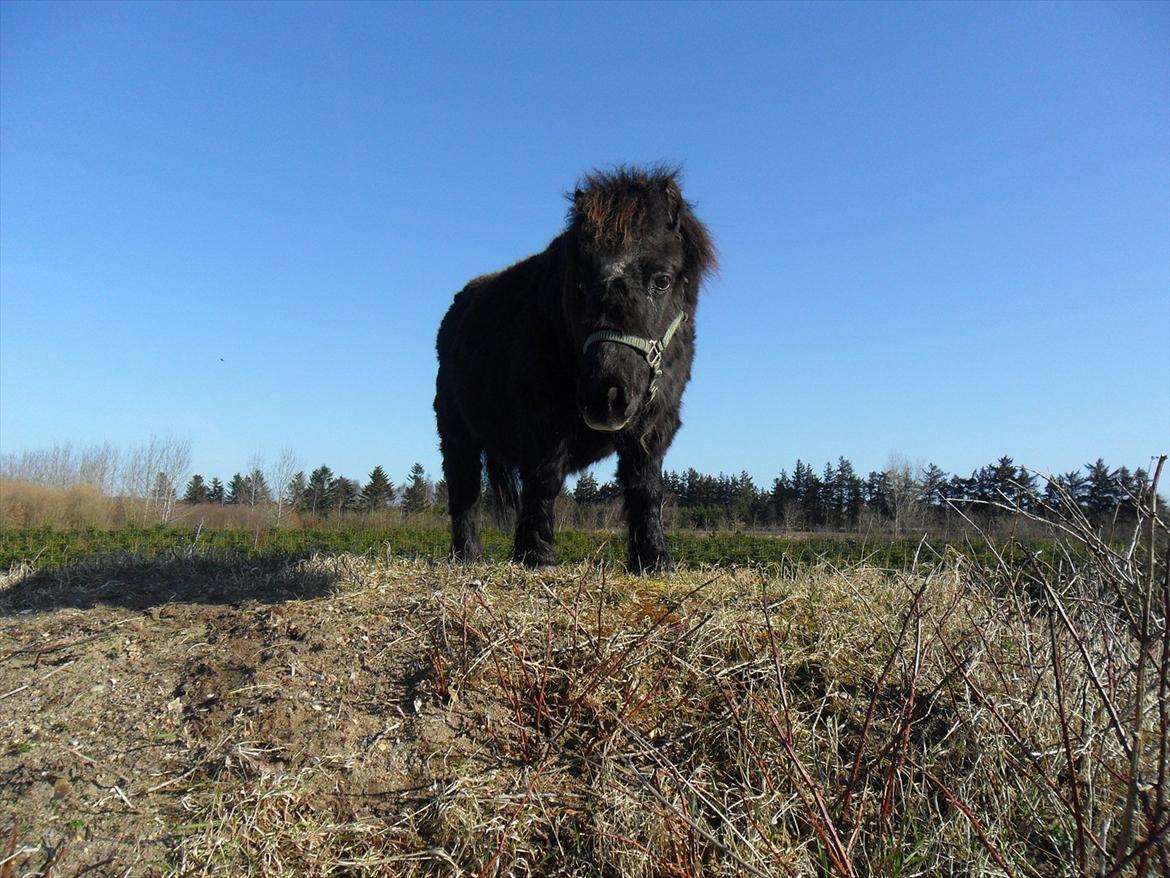 Miniature Stella billede 2