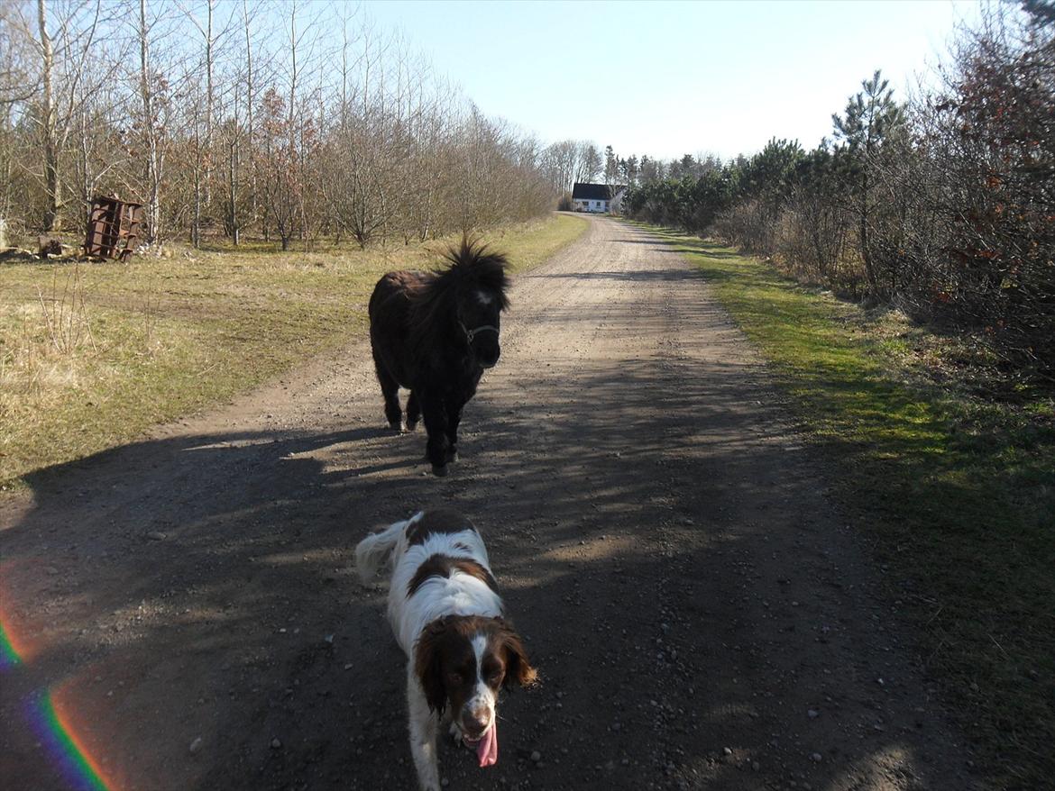 Miniature Stella - Hvem er hurtigst;) billede 8