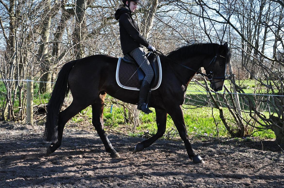 Dansk Varmblod High Power D billede 11