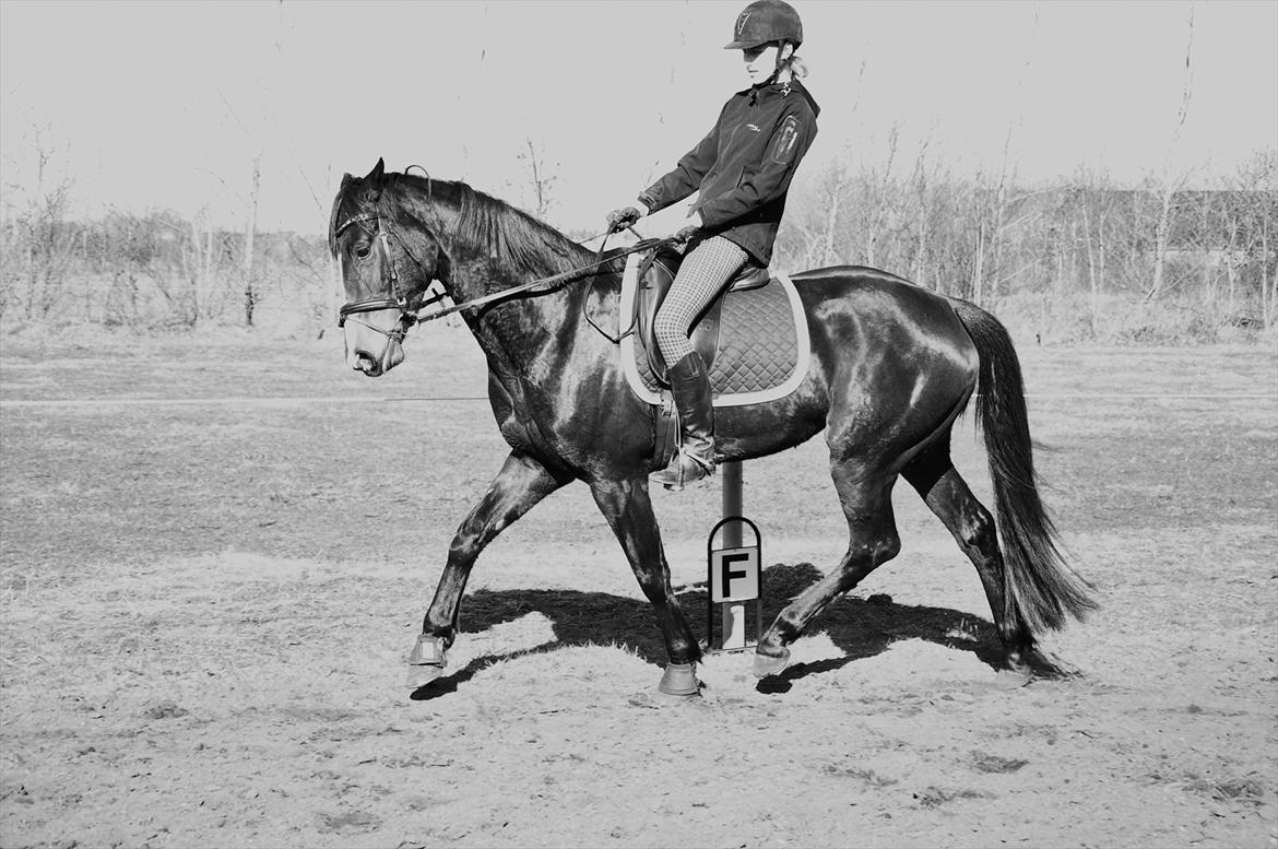 Dansk Varmblod High Power D billede 12