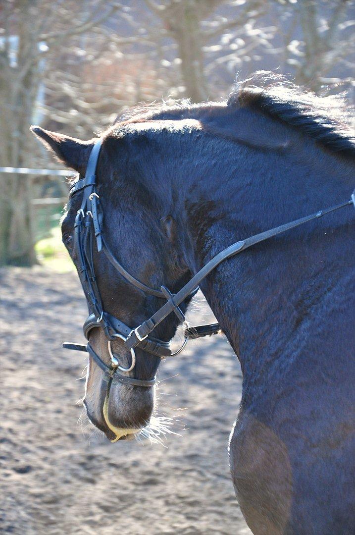 Dansk Varmblod High Power D billede 13